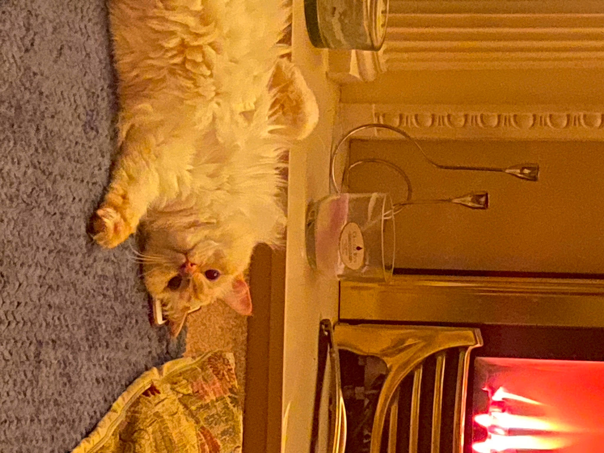 Angelo is registered to the contest to win money with this photo: art, automotive_lighting, cabinetry, carnivore, cat, drawer, fawn, felidae, flooring, font, fur, gas, hardwood, heat, lighting, metal, small_to_medium_sized_cats, tail, whiskers, wood