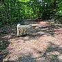 River is registered to the contest to win money with this photo: dog, white_dog, blue_tail, blue_ear, gravel_path, forest, trees, greenery, sunlight, shadow, nature, outdoor, walking_path, pet, canine, summer, happy_dog, looking_back, trail, woods