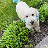 River joined the competition — help win amazing prizes! dog, white_dog, blue_tail, blue_ears, curly_fur, muddy_paws, garden, green_plants, grass, sidewalk, flower_bed, outdoor, pet, canine, nature, daylight, cute, looking_up, curious, yard