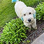 dog, white_dog, blue_tail, blue_ears, curly_fur, muddy_paws, garden, green_plants, grass, sidewalk, flower_bed, outdoor, pet, canine, nature, daylight, cute, looking_up, curious, yard