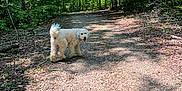 River joined the competition — help win amazing prizes! dog, white_dog, blue_tail, blue_ear, gravel_path, forest, trees, greenery, sunlight, shadow, nature, outdoor, walking_path, pet, canine, summer, happy_dog, looking_back, trail, woods