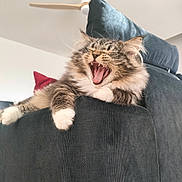 Anakin Skywalker a rejoint le concours — aidez-le/la à gagner de superbes lots ! cat, tabby_cat, yawning, mouth_open, tongue, teeth, whiskers, paw, sofa, cushion, ceiling_fan, indoor, living_room, furniture, pet, fur, closeup, relaxed, cozy, domestic_animal