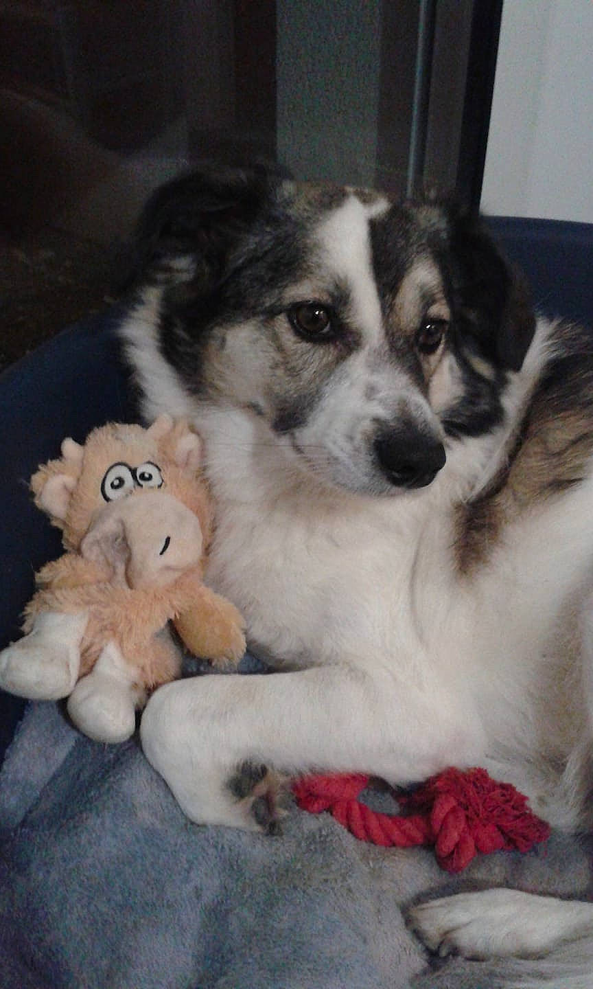 Grey a rejoint le concours — aidez-le/la à gagner de superbes lots ! australian_shepherd, companion_dog, dog, dog_breed, dog_breed_group, dog_like_mammal, native_american_indian_dog, tornjak