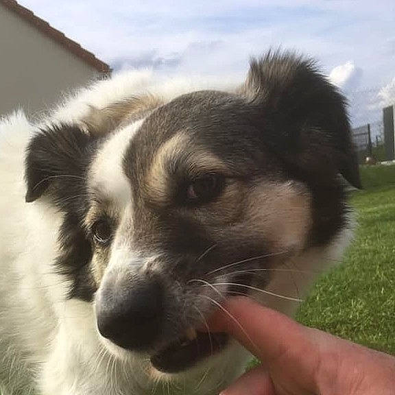 Grey a rejoint le concours — aidez-le/la à gagner de superbes lots ! australian_collie, australian_shepherd, border_collie, canidae, carnivore, companion_dog, dog, dog_breed, mammal, miniature_australian_shepherd, nose, rare_breed_dog, snout, sporting_group, vertebrate, whiskers