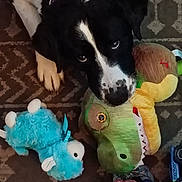 Cheyanne is registered to the contest to win money with this photo: animal, black_and_white, blue_toy, carpet, close_up, collar, crocodile_toy, cute, dog, floor, indoor, looking_up, lying_down, paw, pet, playful, plush_toy, rope_toy, soft_toys, toy_car