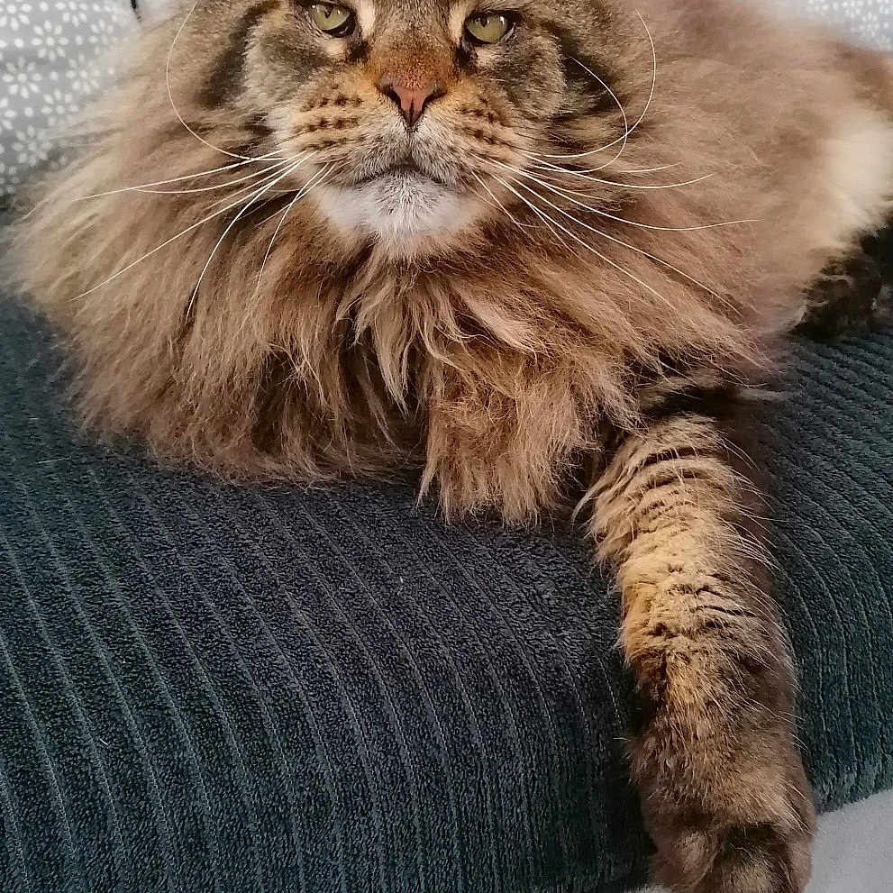 H'Apache