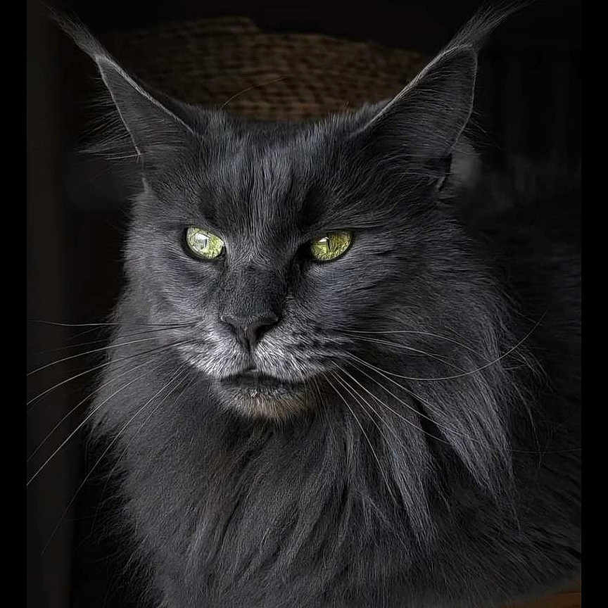 T'Bella participe au concours pour gagner de l'argent avec cette photo : advertisement, angora, animal, blackcat, book, cat, envelope, face, greetingcard, head, kitten, mail, manx, person, pet, photography, portrait, poster, publication, text