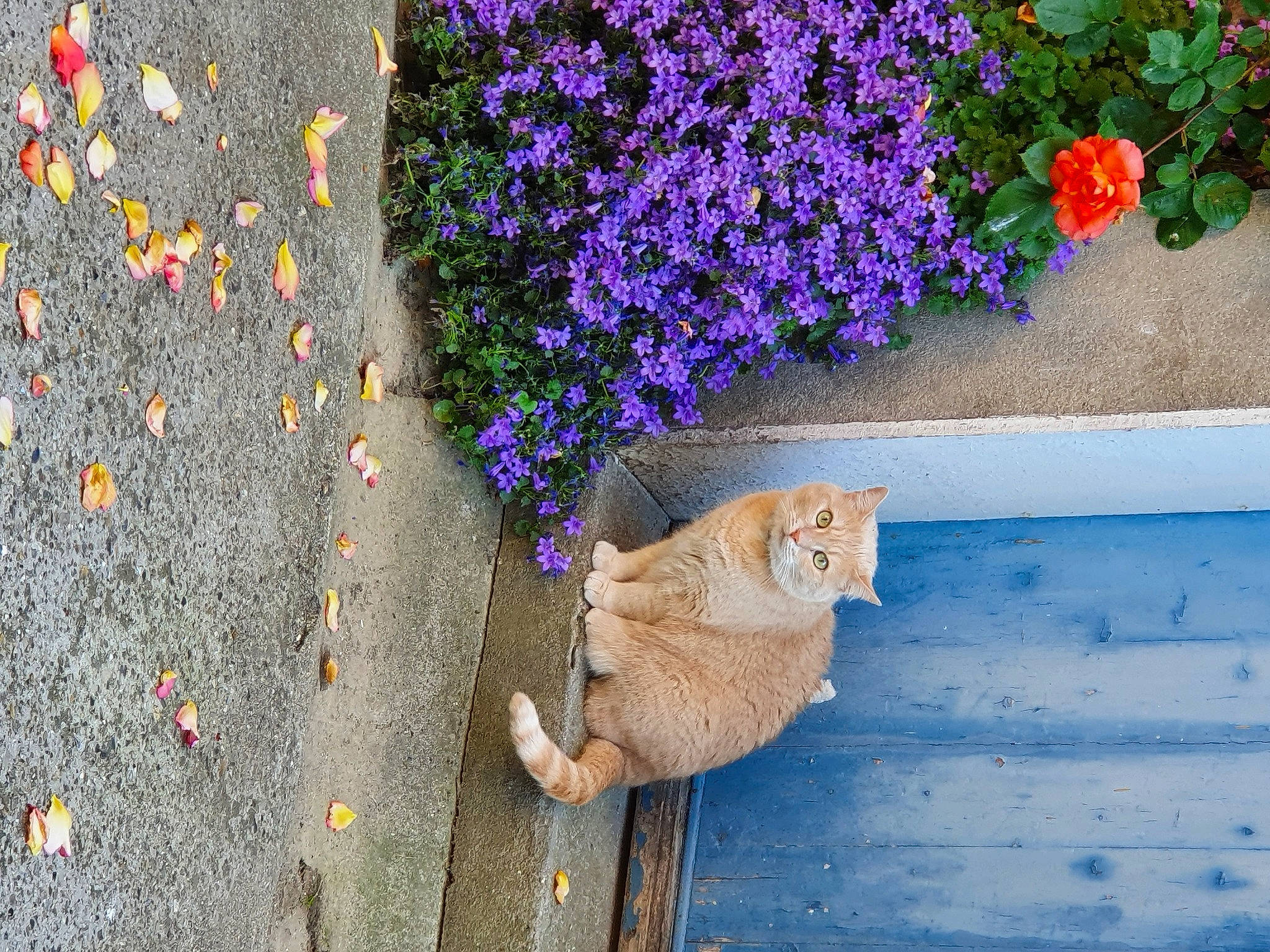 Luna participe au concours pour gagner de l'argent avec cette photo : brick, carnivore, cat, felidae, flooring, flower, flowerpot, grass, groundcover, leaf, line, outdoor_furniture, petal, plant, purple, road_surface, shrub, sidewalk, wall, wood