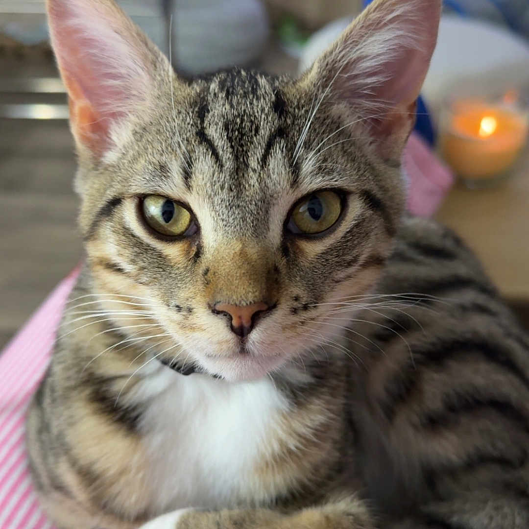 Woody participe au concours pour gagner de l'argent avec cette photo : blanket, candle, cat, closeup, cozy, domestic, ears, fur, indoor, kitten, paw, pet, pink, portrait, striped_cloth, tabby, television, whiskers, white, yellow_eyes