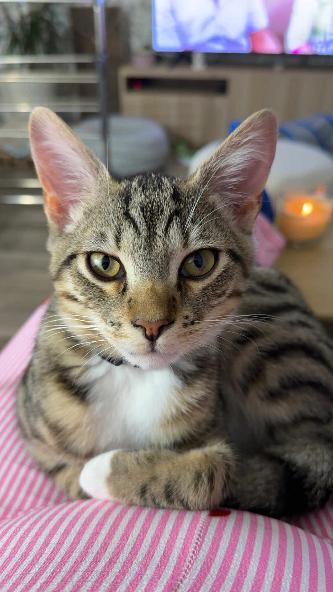 Woody participe au concours pour gagner de l'argent avec cette photo : cat, tabby, kitten, pet, whiskers, yellow_eyes, ears, paw, fur, closeup, portrait, indoor, domestic, cozy, striped_cloth, blanket, pink, white, candle, television