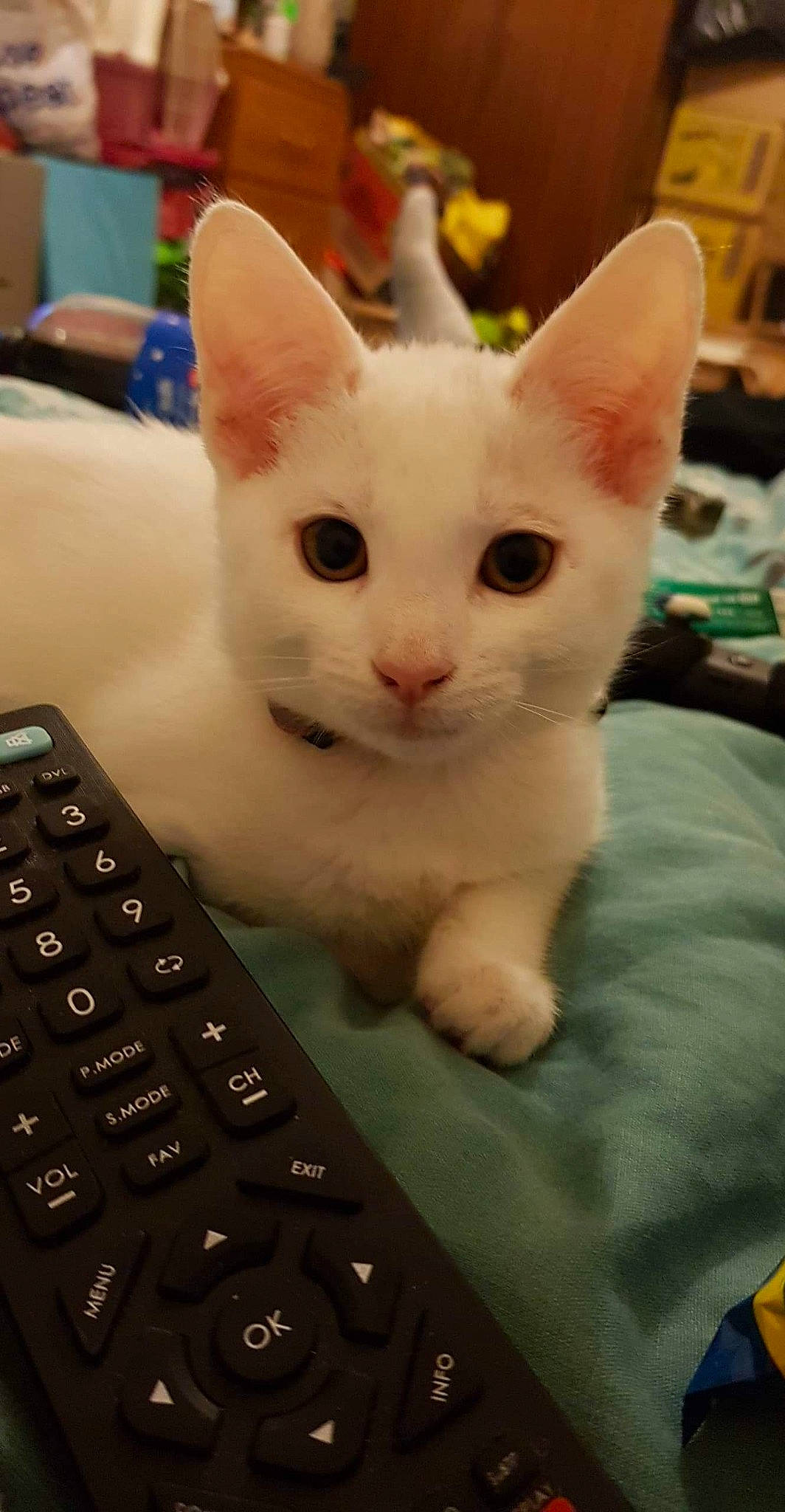 Trixie joined the competition — help win amazing prizes! asian, burmilla, carnivore, cat, colorpoint_shorthair, domestic_short_haired_cat, electronic_device, eye, felidae, khao_manee, kitten, mammal, ojos_azules, paw, small_to_medium_sized_cats, technology, turkish_angora, turkish_van, vertebrate, whiskers