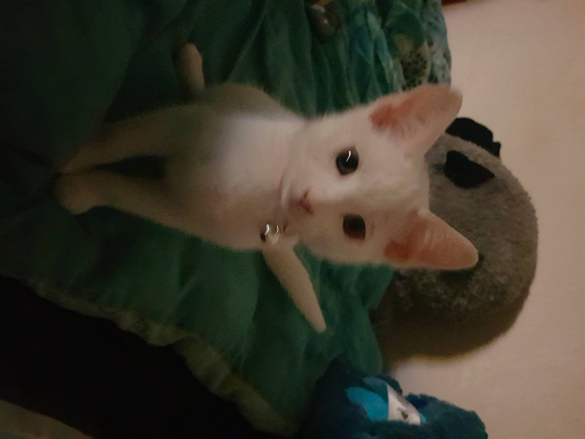 Trixie joined the competition — help win amazing prizes! carnivore, cat, felidae, khao_manee, small_to_medium_sized_cats, snout, turkish_angora, turkish_van, whiskers