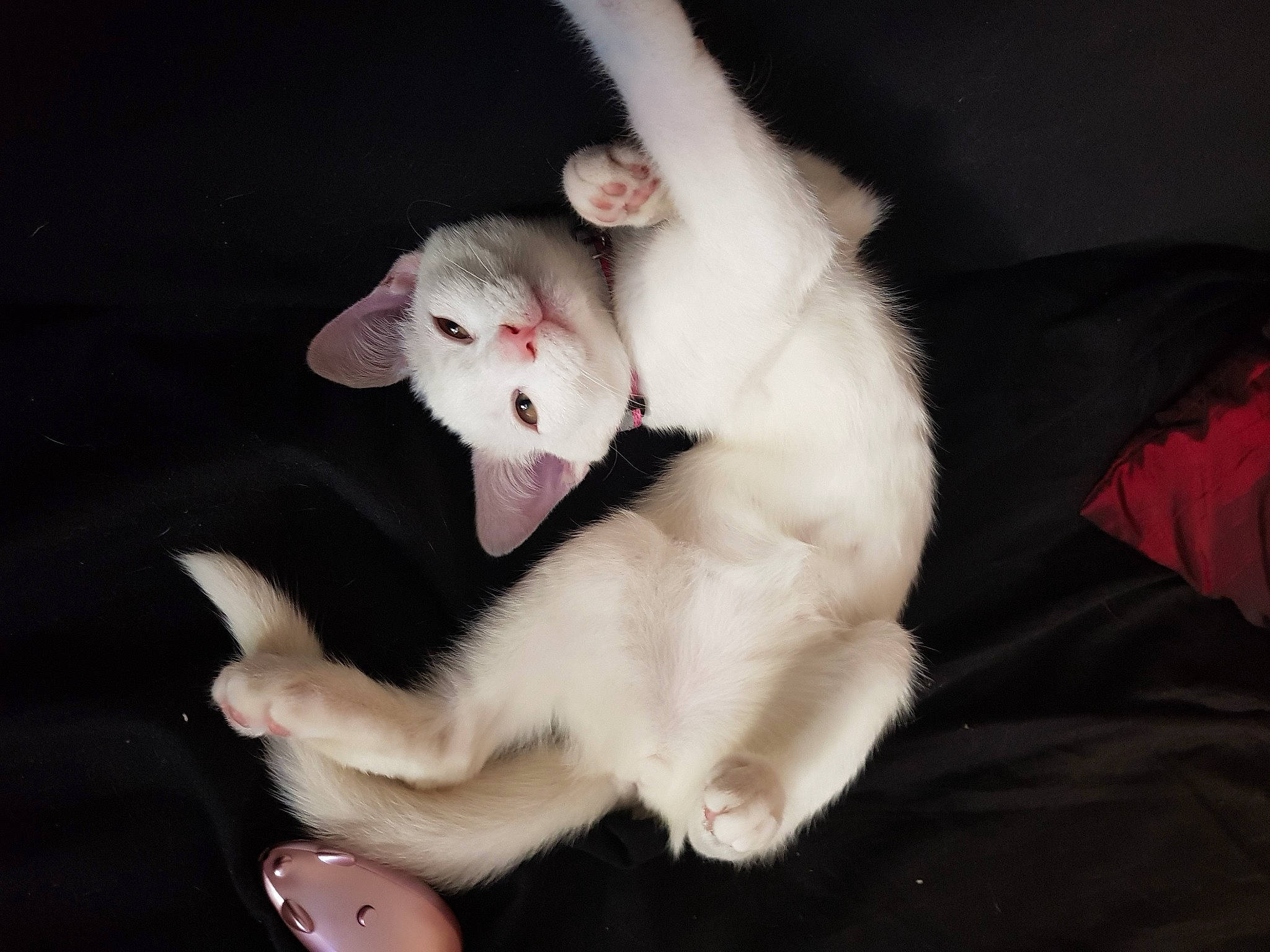 Trixie is registered to the contest to win money with this photo: carnivore, cat, colorpoint_shorthair, cornish_rex, ear, felidae, fur, javanese, khao_manee, kitten, oriental_longhair, skin, small_to_medium_sized_cats, tail, turkish_angora, whiskers