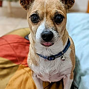 Chiquita is registered to the contest to win money with this photo: alert, animal, blanket, brown_and_white, canine, close_up, collar, companion, cute, dog, domestic_animal, ears, friendly, fur, household, indoor, pet, sitting, small_dog, tongue_out