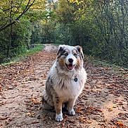 Oreo participe au concours pour gagner de l'argent avec cette photo : dog, australian_shepherd, animal, pet, outdoor, forest, path, autumn, leaves, nature, happy, sitting, fur, trees, sunlight, smiling, walking_path, woods, fall, canine