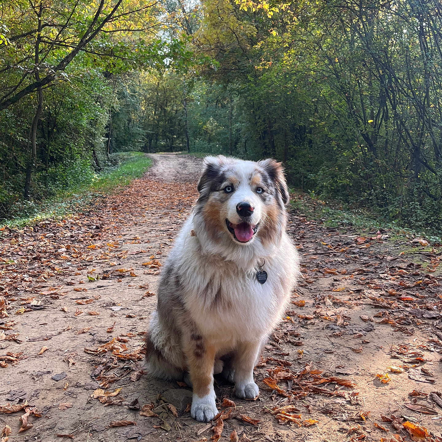 Oreo participe au concours pour gagner de l'argent avec cette photo : animal, australian_shepherd, autumn, canine, dog, fall, forest, fur, happy, leaves, nature, outdoor, path, pet, sitting, smiling, sunlight, trees, walking_path, woods