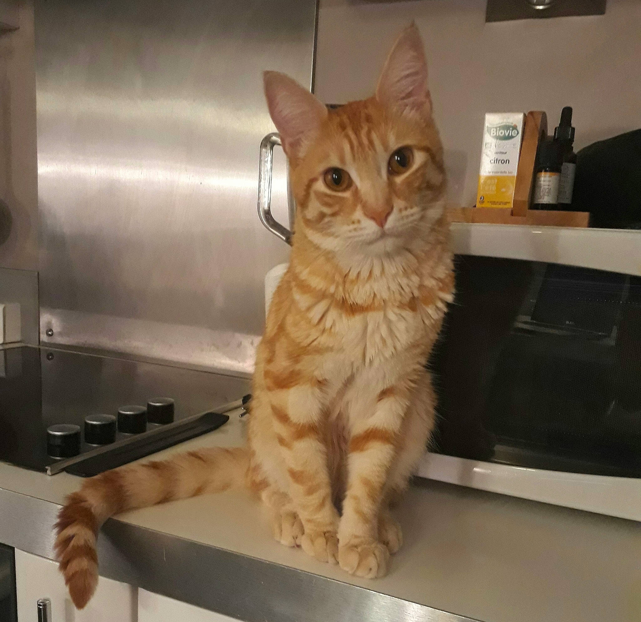 Abricot participe au concours pour gagner de l'argent avec cette photo : aegean_cat, american_shorthair, arabian_mau, asian, australian_mist, carnivore, cat, domestic_short_haired_cat, dragon_li, european_shorthair, fawn, felidae, fur, german_rex, kitten, mammal, ocicat, small_to_medium_sized_cats, tabby_cat, whiskers