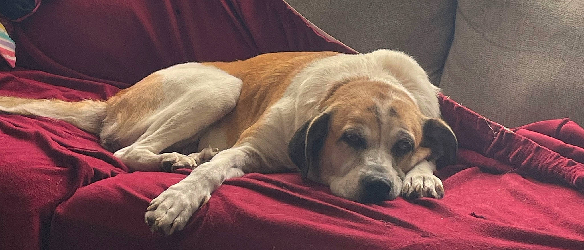 Annabella is registered to the contest to win money with this photo: bored, canidae, carnivore, comfort, companion_dog, dog, dog_breed, dog_supply, fawn, flooring, fur, linens, nap, sleep, snout, sporting_group, terrestrial_animal, whiskers, working_animal, wrinkle