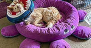 Winnie is registered to the contest to win money with this photo: bed, board_game, carpet, crate, cushion, dog, fur, inflatable_collar, living_room, paw, pet, pet_bed, pictionary, plush_bed, purple_bed, relaxed, shark_collar, shelf, sleeping, toy