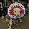 Winnie is registered to the contest to win money with this photo: books, bookshelf, carpet, cone, costume, cute, dog, floor, home_interior, indoor, library, looking_at_camera, paws, pet, plush_toy, portrait, shark_costume, sitting, sitting_on_floor, white_and_brown_fur