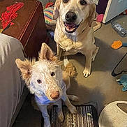 Winnie is registered to the contest to win money with this photo: blanket, carpet, collar, dog, dogs, ears, fur, human_foot, indoor, labrador_retriever, living_room, looking_up, mixed_breed, nose, pet, rug, smiling, toy, water_bottle, wooden_chest