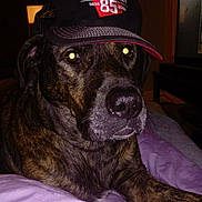 Kobe joined the competition — help win amazing prizes! dog, brindle, cap, hat, indoor, blanket, pet, animal, canine, lying_down, purple_blanket, flash_reflection, closeup, face, ears, snout, fur, domestic_animal, resting, cozy
