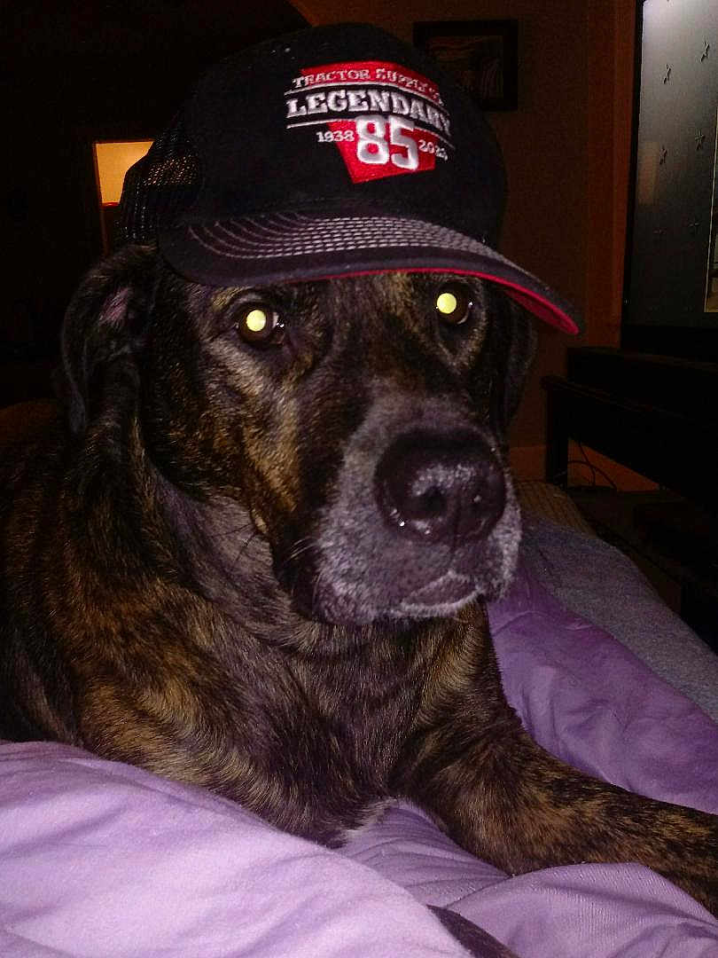 Kobe joined the competition — help win amazing prizes! dog, brindle, cap, hat, indoor, blanket, pet, animal, canine, lying_down, purple_blanket, flash_reflection, closeup, face, ears, snout, fur, domestic_animal, resting, cozy