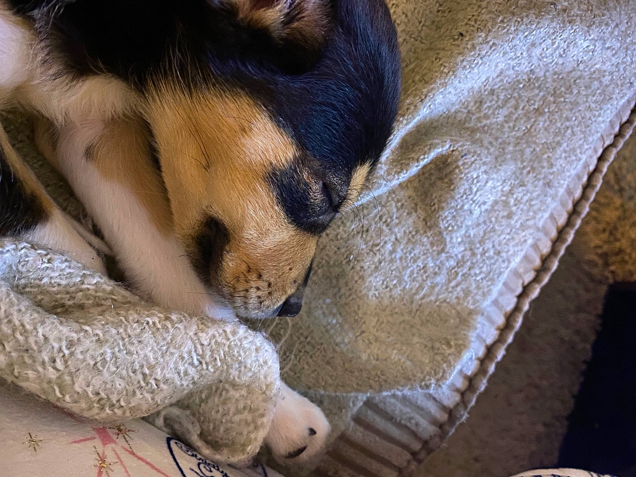 Edith joined the competition — help win amazing prizes! animal_shelter, canidae, carnivore, comfort, companion_dog, dog, dog_breed, dog_supply, fawn, fur, linens, nap, paw, pet_supply, sleep, snout, sporting_group, terrestrial_animal, whiskers, wood