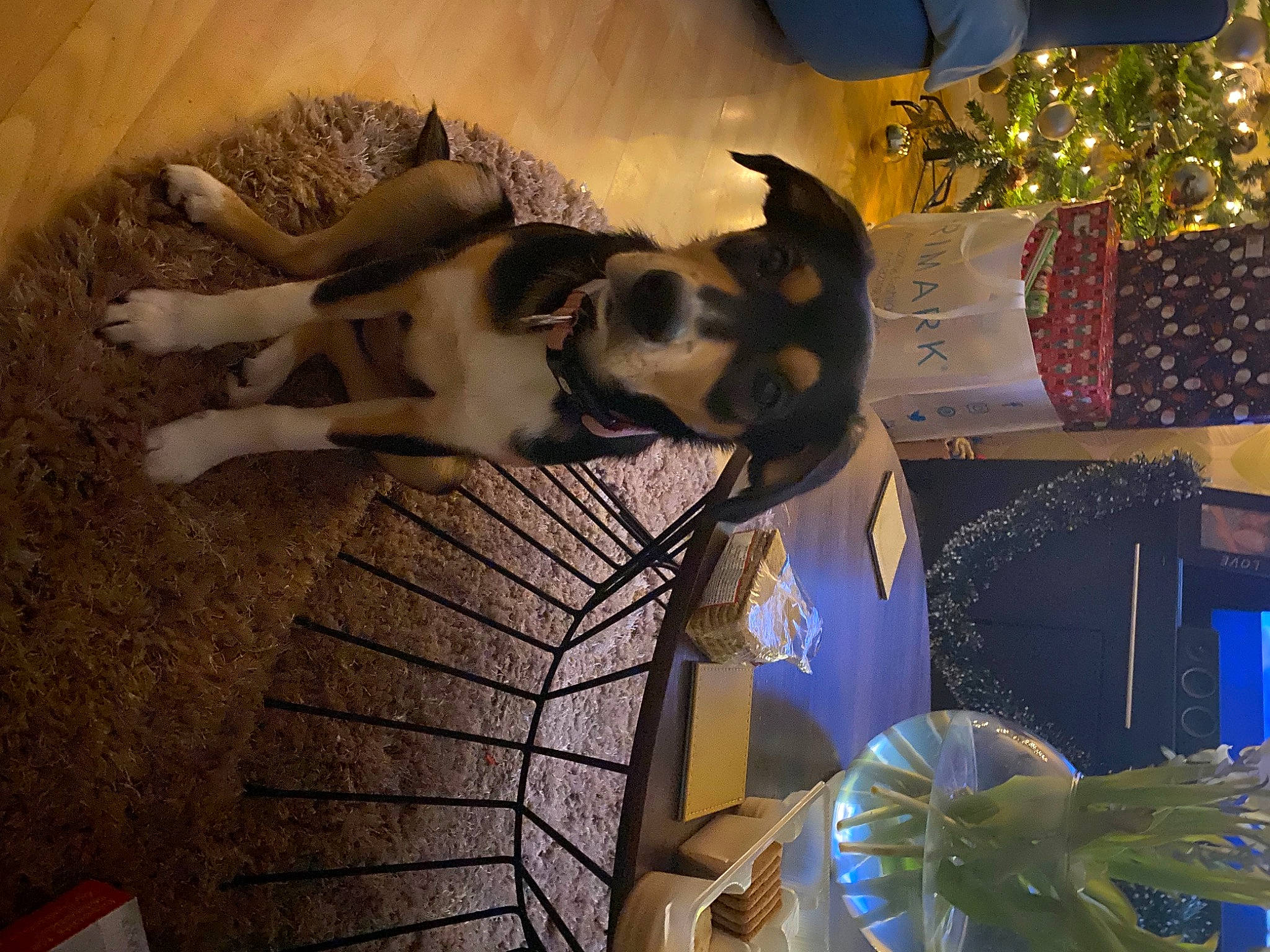 Edith joined the competition — help win amazing prizes! canidae, carnivore, christmas_decoration, christmas_ornament, comfort, companion_dog, dog, dog_breed, event, fawn, flooring, fun, fur, holiday, plant, room, small_to_medium_sized_cats, sporting_group, tableware, tree