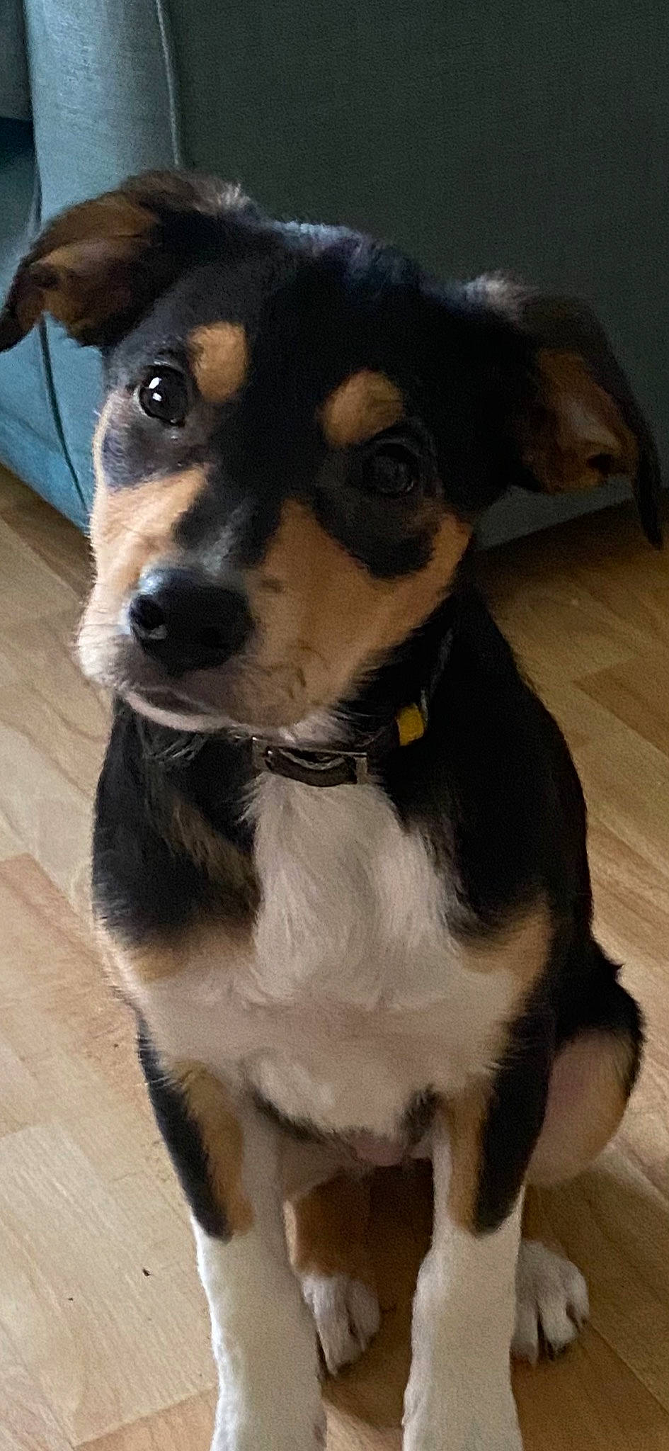 Edith joined the competition — help win amazing prizes! ancient_dog_breeds, canidae, carnivore, collar, companion_dog, dog, dog_breed, dog_collar, fawn, fur, paw, puppy, snout, sporting_group, terrier, toy_dog, whiskers, working_animal, working_dog