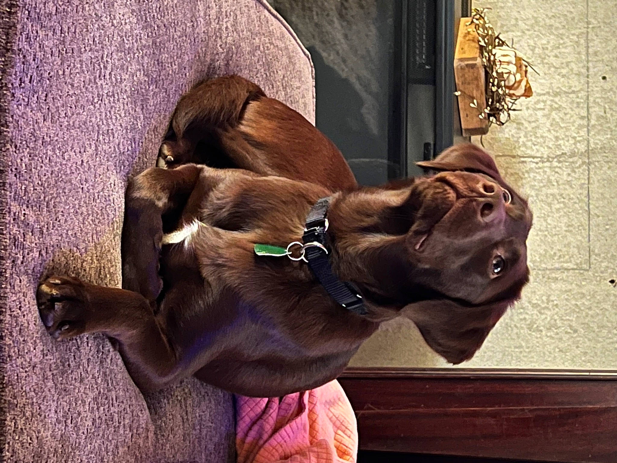 Harper is registered to the contest to win money with this photo: canidae, carnivore, collar, companion_dog, dog, dog_breed, dog_collar, fashion_accessory, fawn, fur, guard_dog, leash, liver, pack_animal, snout, sporting_group, terrestrial_animal, wildlife, working_animal, wrinkle