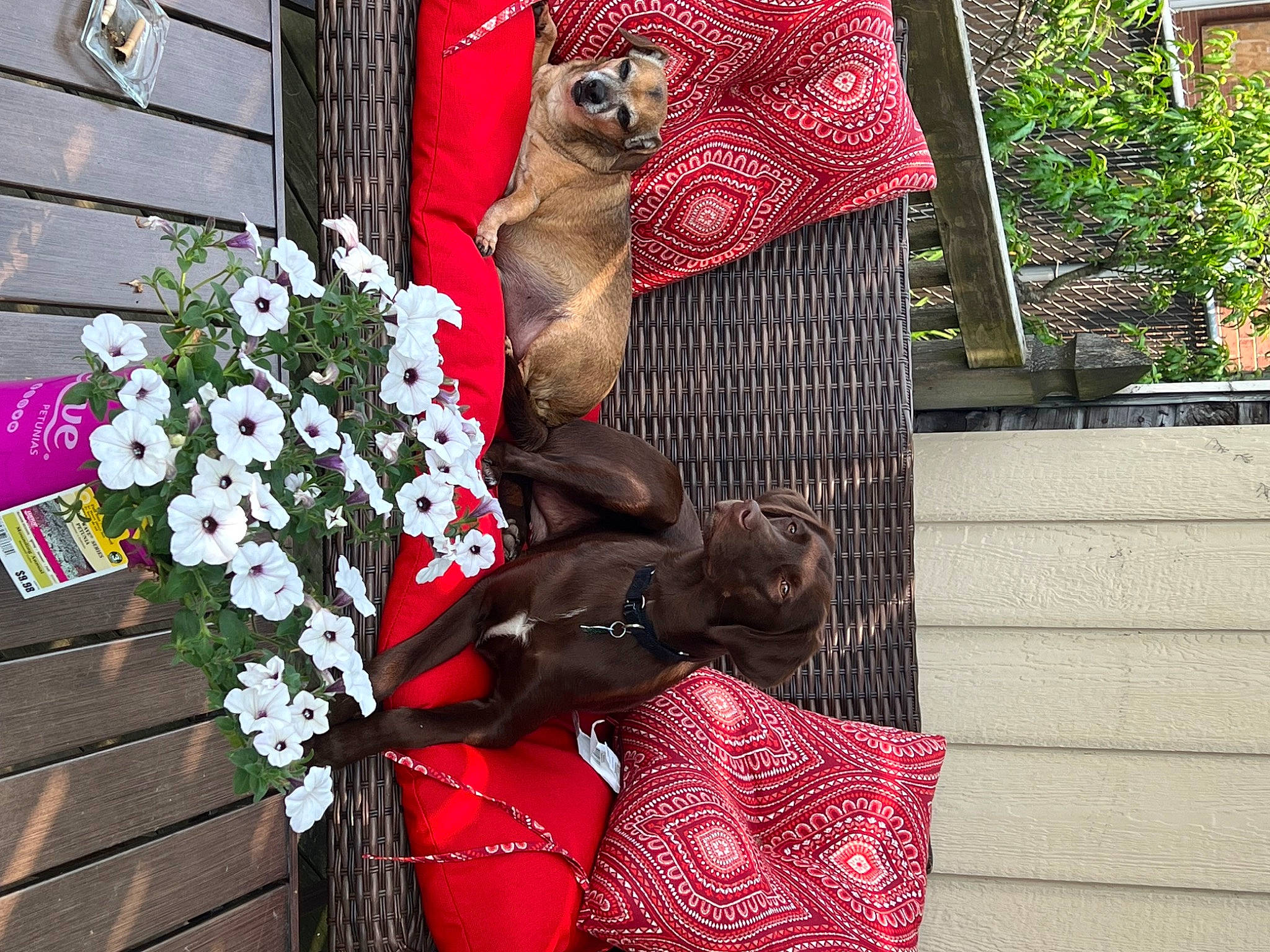 Harper is registered to the contest to win money with this photo: annual_plant, bag, carmine, carnivore, event, fashion_accessory, fawn, floral_design, flower, flower_arranging, leaf, pattern, petal, pink, plant, red, tail, textile, tree, wood