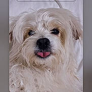 Missy joined the competition — help win amazing prizes! dog, white_dog, fluffy, tongue_out, pet, portrait, close_up, smartphone_screen, wallpaper_editor, time_display, date_display, app_icons, phone_interface, camera_icon, call_icon, bed, indoor, cute, animal, face