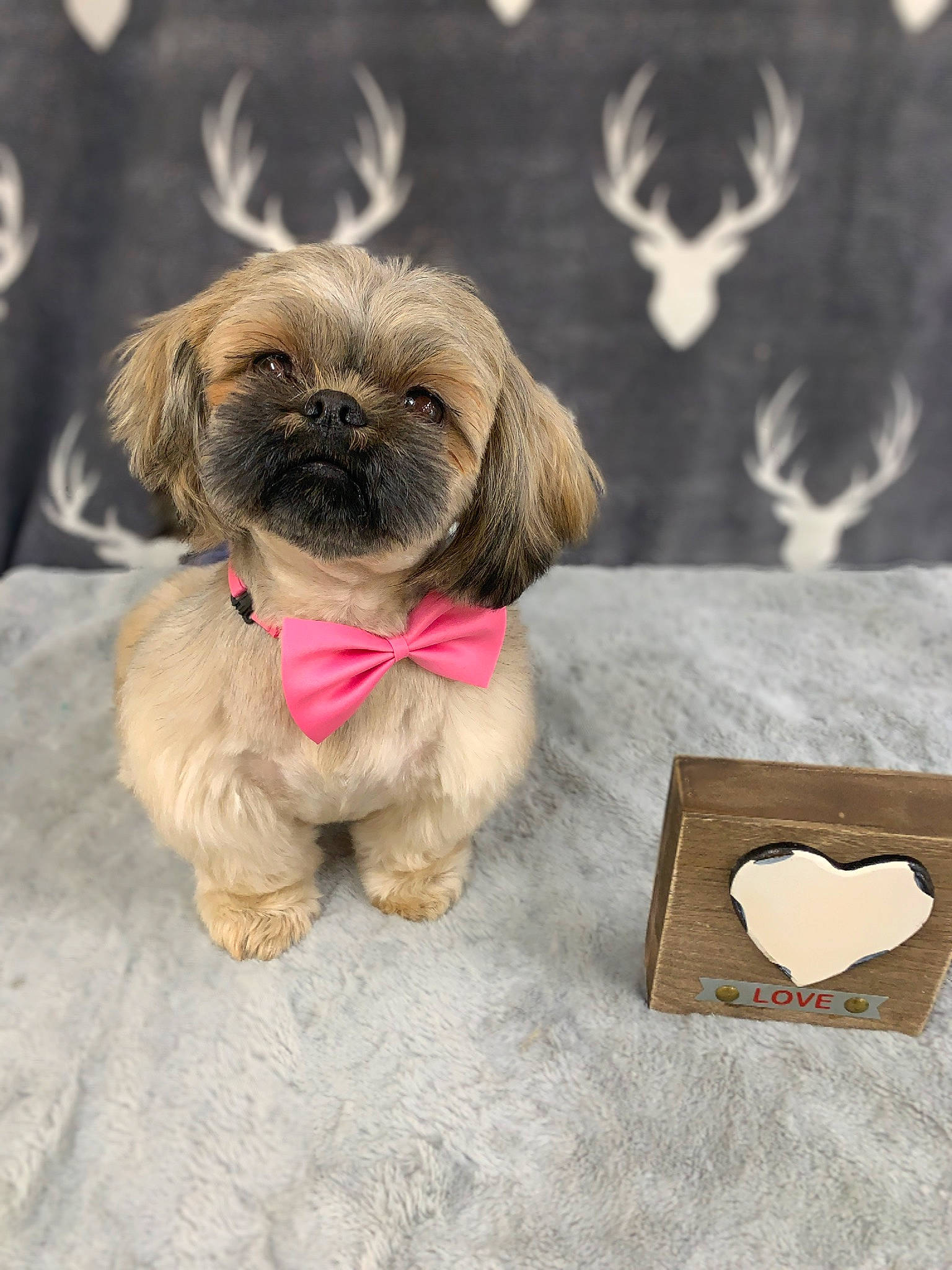 Theodore joined the competition — help win amazing prizes! canidae, carnivore, chinese_imperial_dog, companion_dog, dog, dog_breed, lhasa_apso, liver, maltepoo, mammal, morkie, non_sporting_group, pekapoo, puppy, puppy_love, rare_breed_dog, shih_tzu, snout, sporting_group, toy_dog