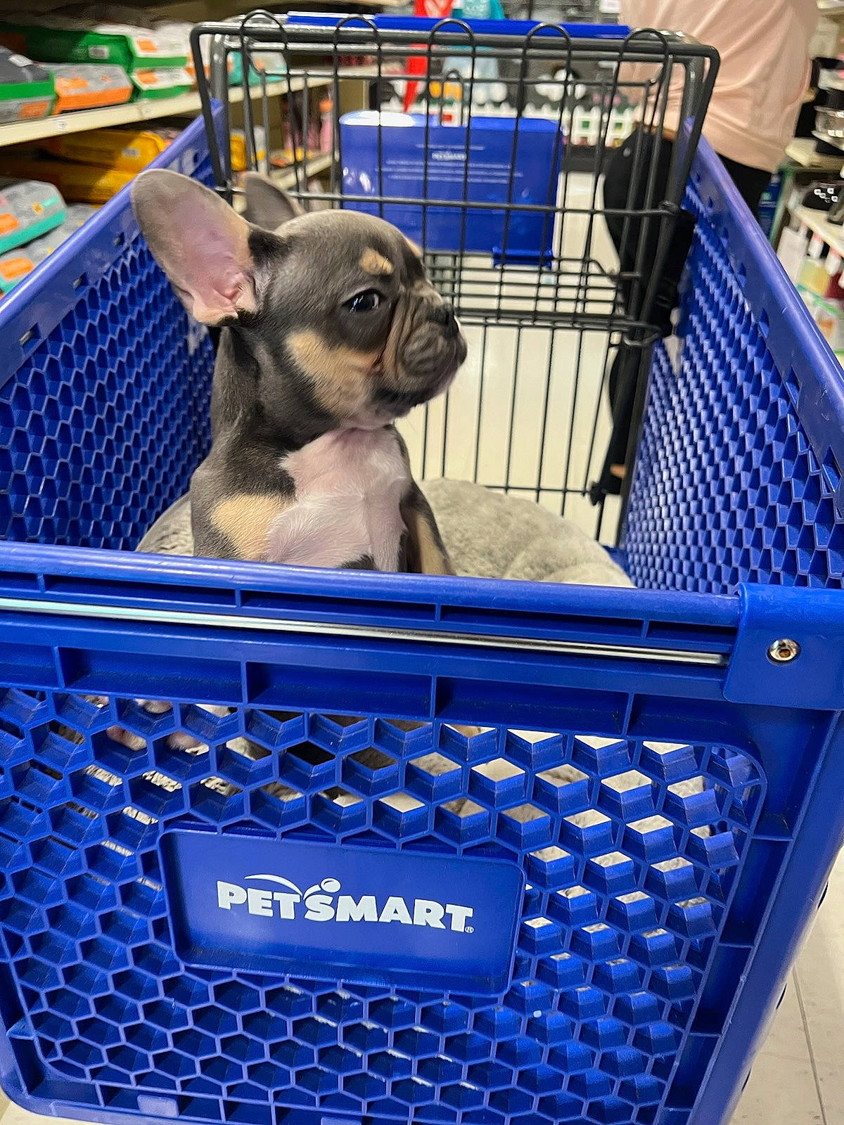 Chapo is registered to the contest to win money with this photo: automotive_exterior, blue, carnivore, companion_dog, dog, dog_breed, dog_crate, dog_supply, electric_blue, fawn, gas, grille, mammal, motor_vehicle, pet_supply, pug, snout, toy_dog, vertebrate, working_animal