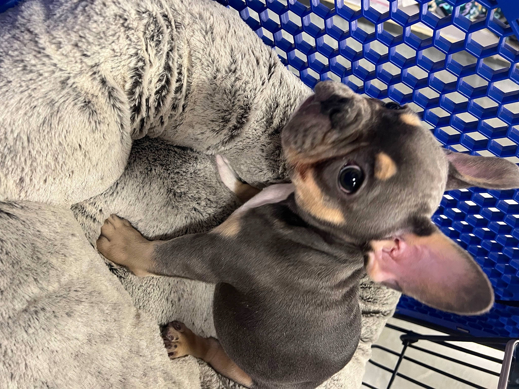 Chapo is registered to the contest to win money with this photo: animation, dog_breed, fawn, fur, gesture, koala, organism, pattern, paw, plush, rodent, snout, stuffed_toy, tail, terrestrial_animal, toy, whiskers, wildlife, wood, working_animal