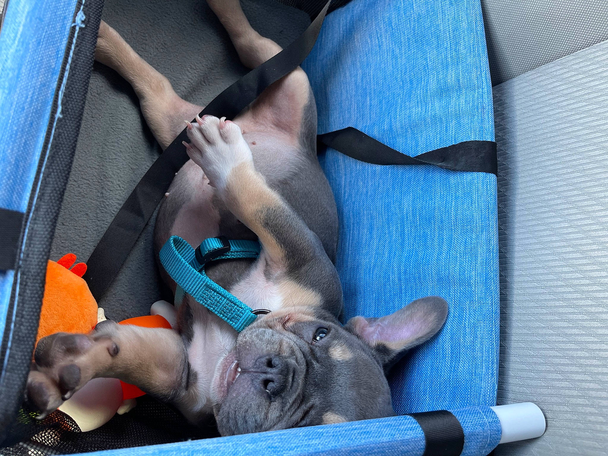 Chapo is registered to the contest to win money with this photo: bag, canidae, carnivore, cat, cat_supply, collar, comfort, companion_dog, dog_breed, domestic_short_haired_cat, electric_blue, fawn, felidae, pet_supply, small_to_medium_sized_cats, snout, sporting_group, tail, whiskers, working_animal