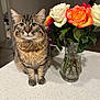 cat, tabby_cat, flowers, roses, vase, countertop, indoor, pet, whiskers, green_eyes, sitting, portrait, kitchen, bouquet, leaves, fur, glass, person, blurred_background, table