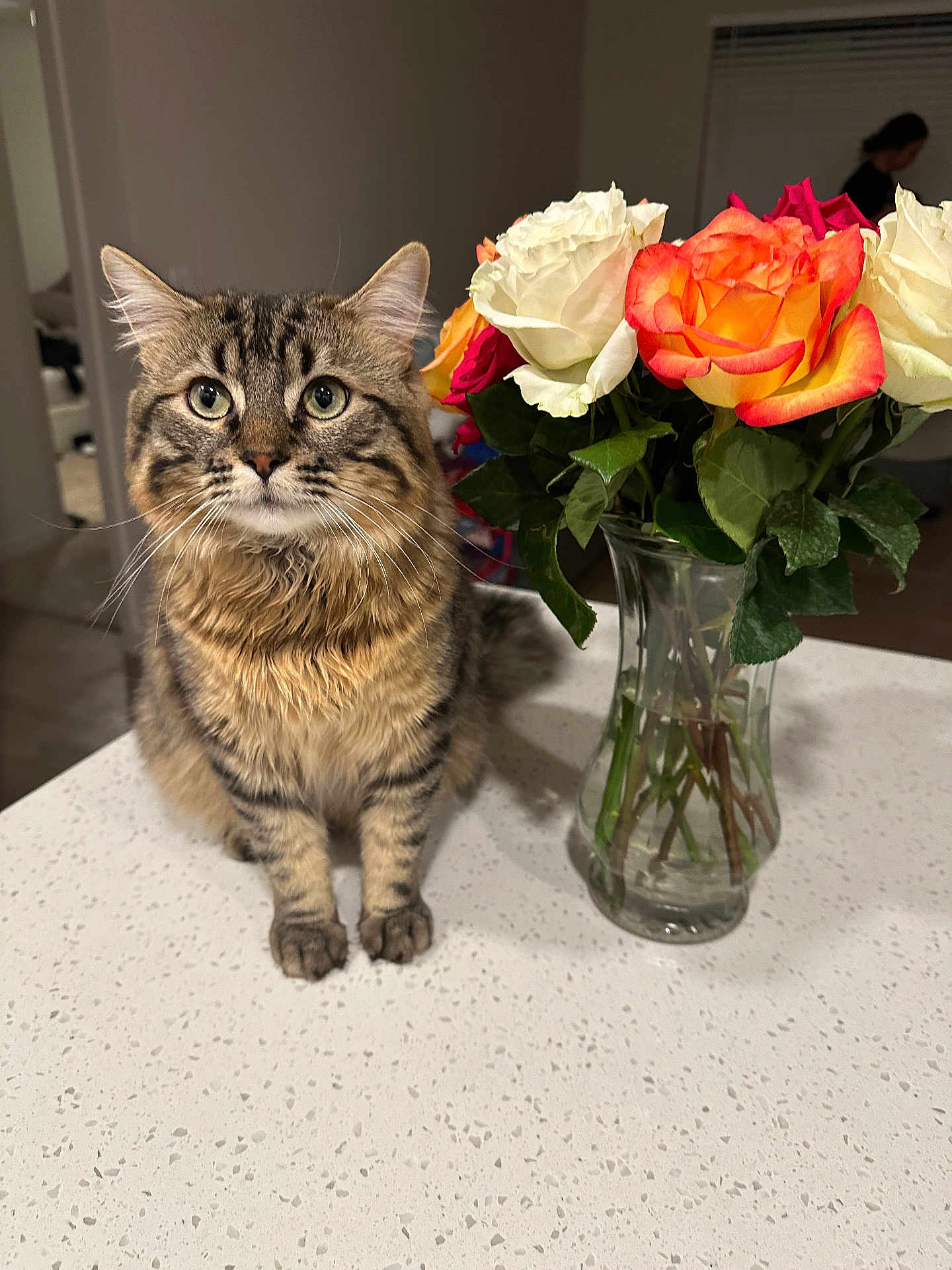 Pepper is registered to the contest to win money with this photo: cat, tabby_cat, flowers, roses, vase, countertop, indoor, pet, whiskers, green_eyes, sitting, portrait, kitchen, bouquet, leaves, fur, glass, person, blurred_background, table