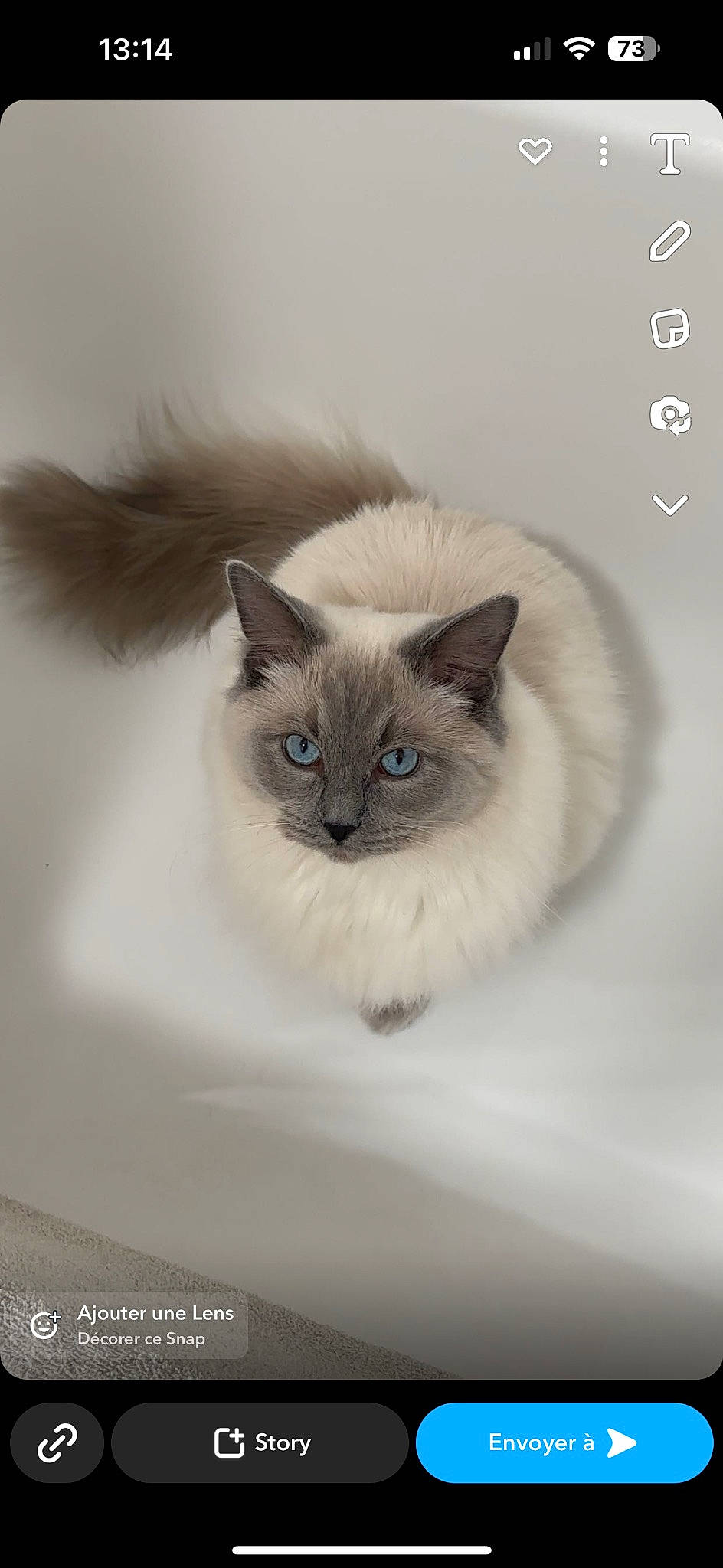 Scar participe au concours pour gagner de l'argent avec cette photo : balinese, birman, carnivore, cat, eye, fawn, felidae, fur, iris, paw, siamese, small_to_medium_sized_cats, snout, tail, terrestrial_animal, thai, tonkinese, whiskers