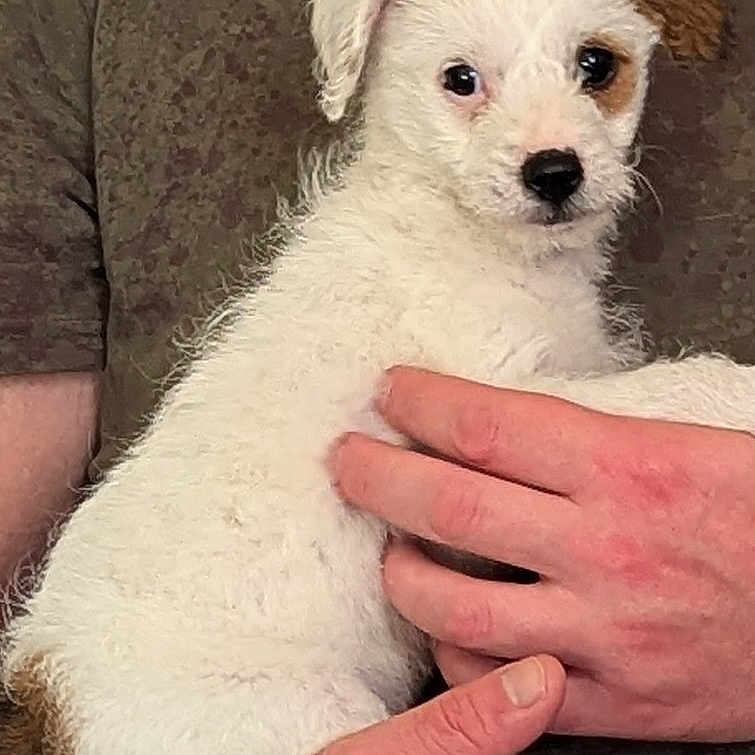 Rocky joined the competition — help win amazing prizes! accessories, animal, arm, bison, bodypart, canine, chihuahua, dog, eskimodog, finger, hand, jewelry, nail, person, pet, poodle, puppy, ring, terrier, whitedog