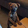 puppy, dog, brindle, cardboard_box, indoor, curious, pet, animal, collar, floor, sofa, furniture, brown, young, standing, looking, cute, domestic, companion, playful
