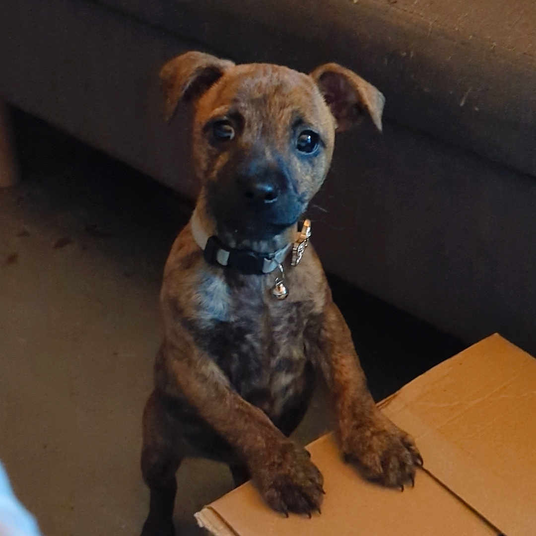 Cleo joined the competition — help win amazing prizes! animal, brindle, brown, cardboard_box, collar, companion, curious, cute, dog, domestic, floor, furniture, indoor, looking, pet, playful, puppy, sofa, standing, young