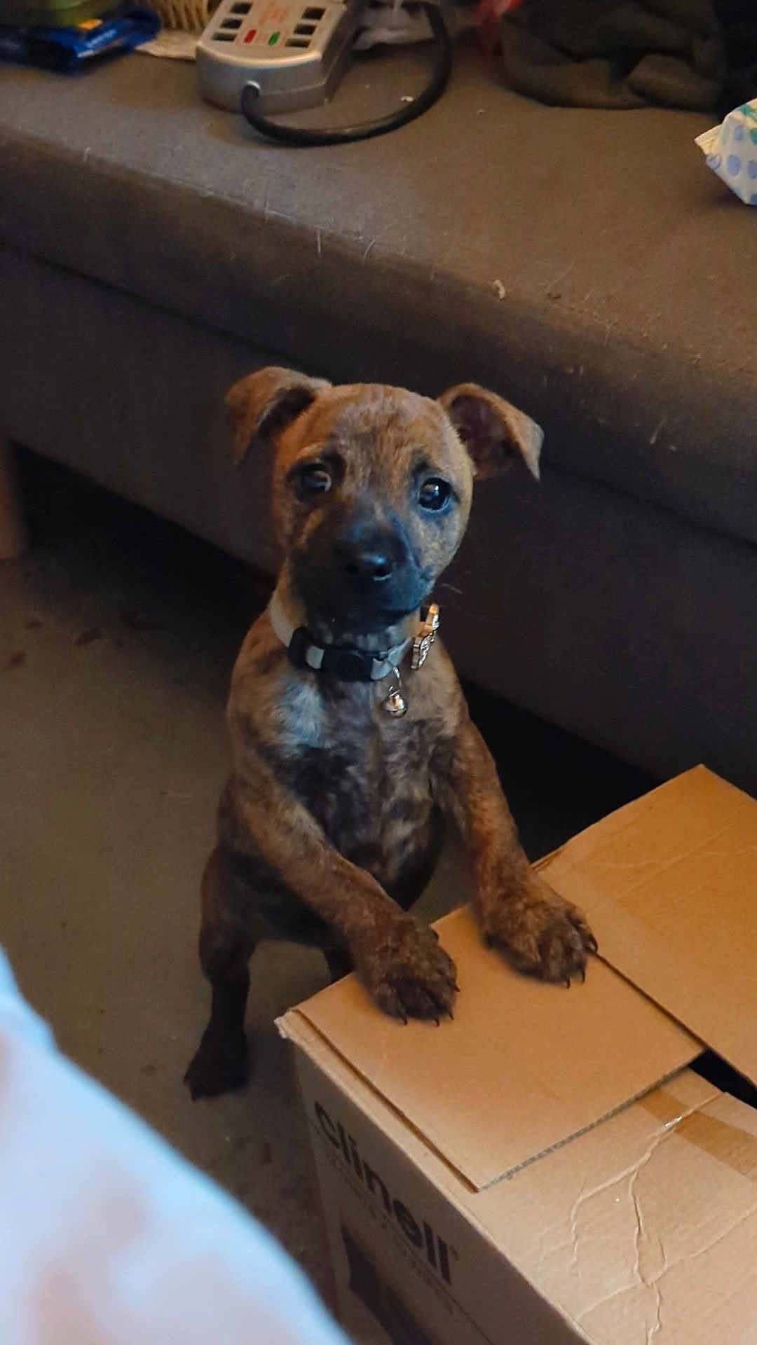 Cleo joined the competition — help win amazing prizes! puppy, dog, brindle, cardboard_box, indoor, curious, pet, animal, collar, floor, sofa, furniture, brown, young, standing, looking, cute, domestic, companion, playful