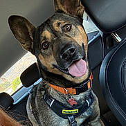 Copper joined the competition — help win amazing prizes! dog, canine, pointy_ears, black_and_tan, happy, smiling, tongue_out, portrait, close_up, car, vehicle_interior, passenger_seat, harness, collar, leash, pet, animal, brown_fur, alert, outdoor_view