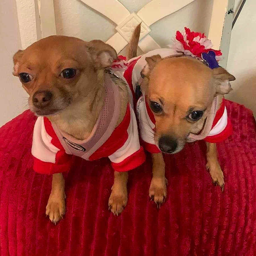 Luna Bug Daisy Mae