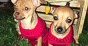 Luna Bug Daisy Mae joined the competition — help win amazing prizes! animal, christmas, christmas_lights, christmas_tree, crate, cute, decorations, dog, festive, gift_box, greenery, holiday, holiday_decor, indoor, noel_sign, ornament, pets, red_sweater, sitting, small_dog