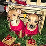 animal, christmas, christmas_lights, christmas_tree, crate, cute, decorations, dog, festive, gift_box, greenery, holiday, holiday_decor, indoor, noel_sign, ornament, pets, red_sweater, sitting, small_dog