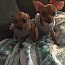 Luna Bug Daisy Mae is registered to the contest to win money with this photo: animal, blanket, companion, couch, cozy, curious, cute, dog, friend, fur, home, indoor, pet, puppy, relaxing, small_dog, snuggle, sweater, two_dogs, warm