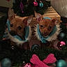 Luna Bug Daisy Mae is registered to the contest to win money with this photo: animal, blanket, blue, christmas, christmas_tree, collar, cute, decorations, dog, festive, fur, holiday, indoor, ornaments, pets, pink, puppy, small_dog, toy, warm